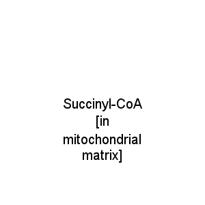 Succinyl-CoA [in mitochondrial matrix]